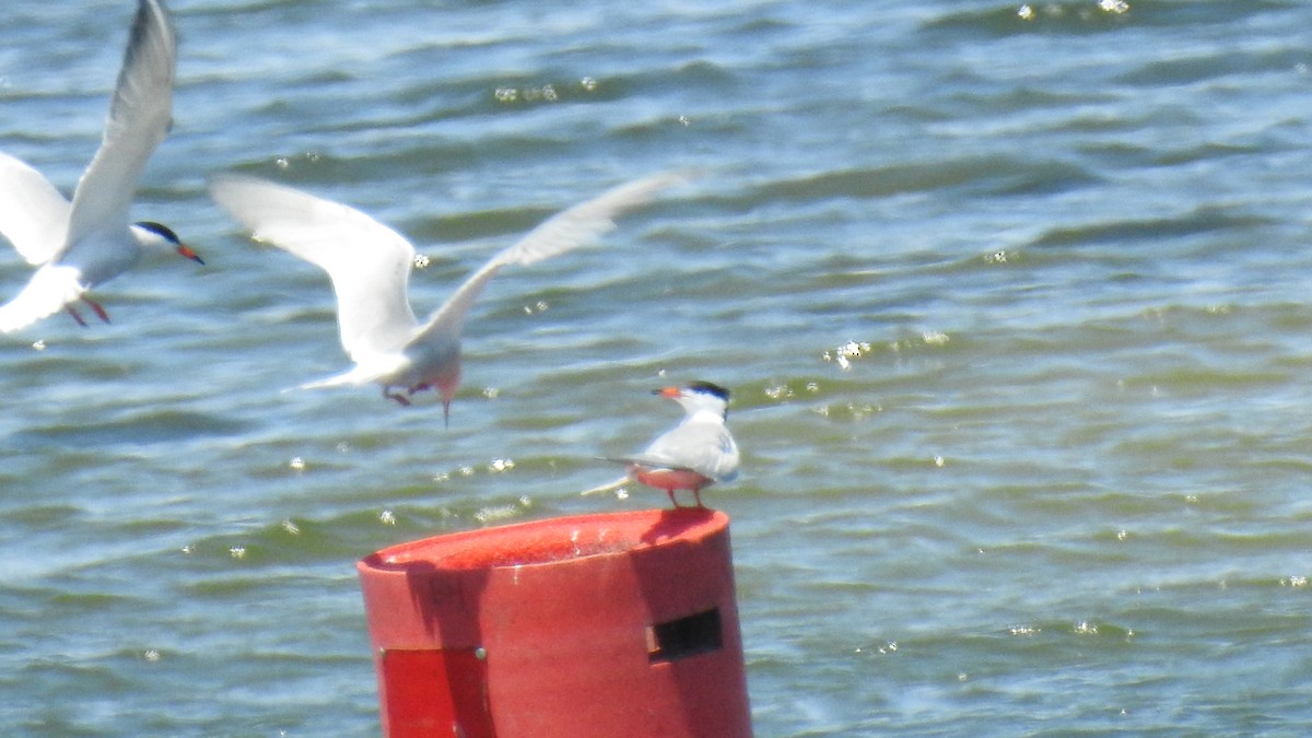 Common Tern - Anca Vlasopolos