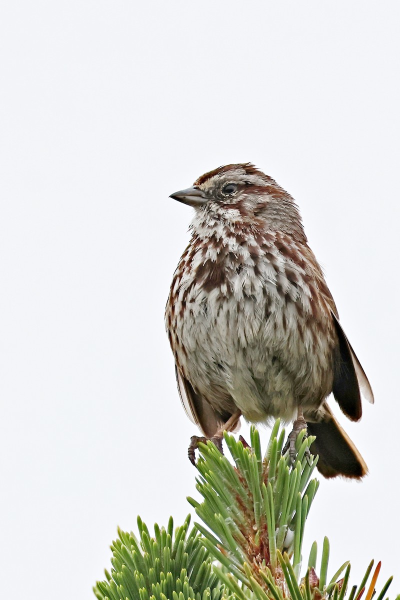 Song Sparrow - ML620469772