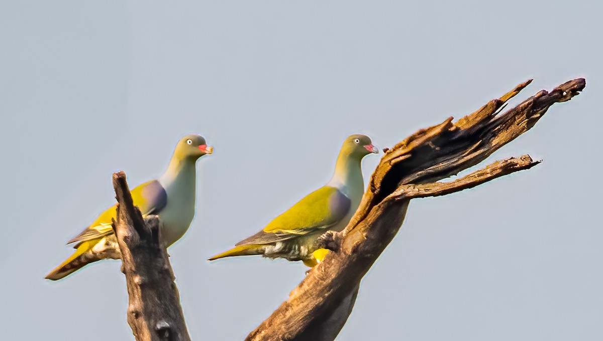 African Green-Pigeon - ML620469773