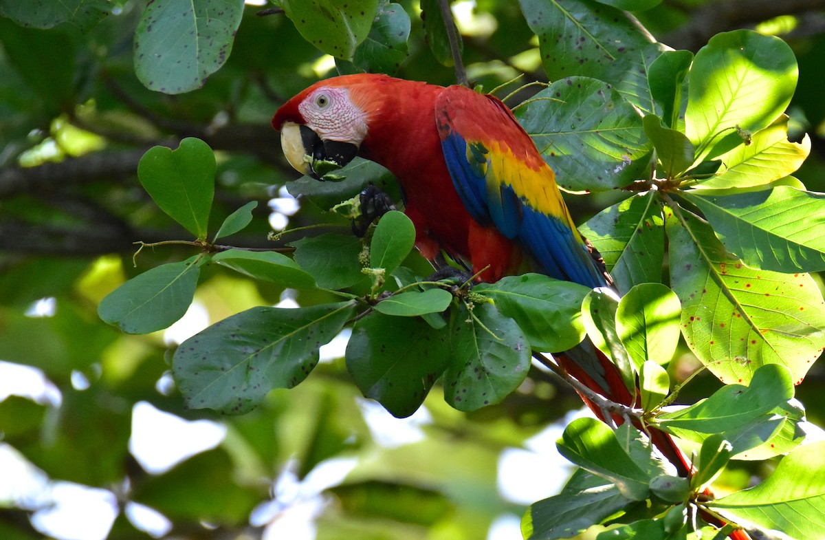 Scarlet Macaw - Dean Hester