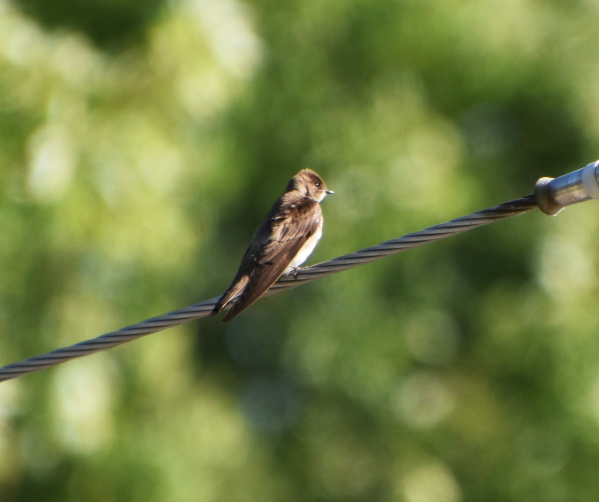 Northern Rough-winged Swallow - ML620469778