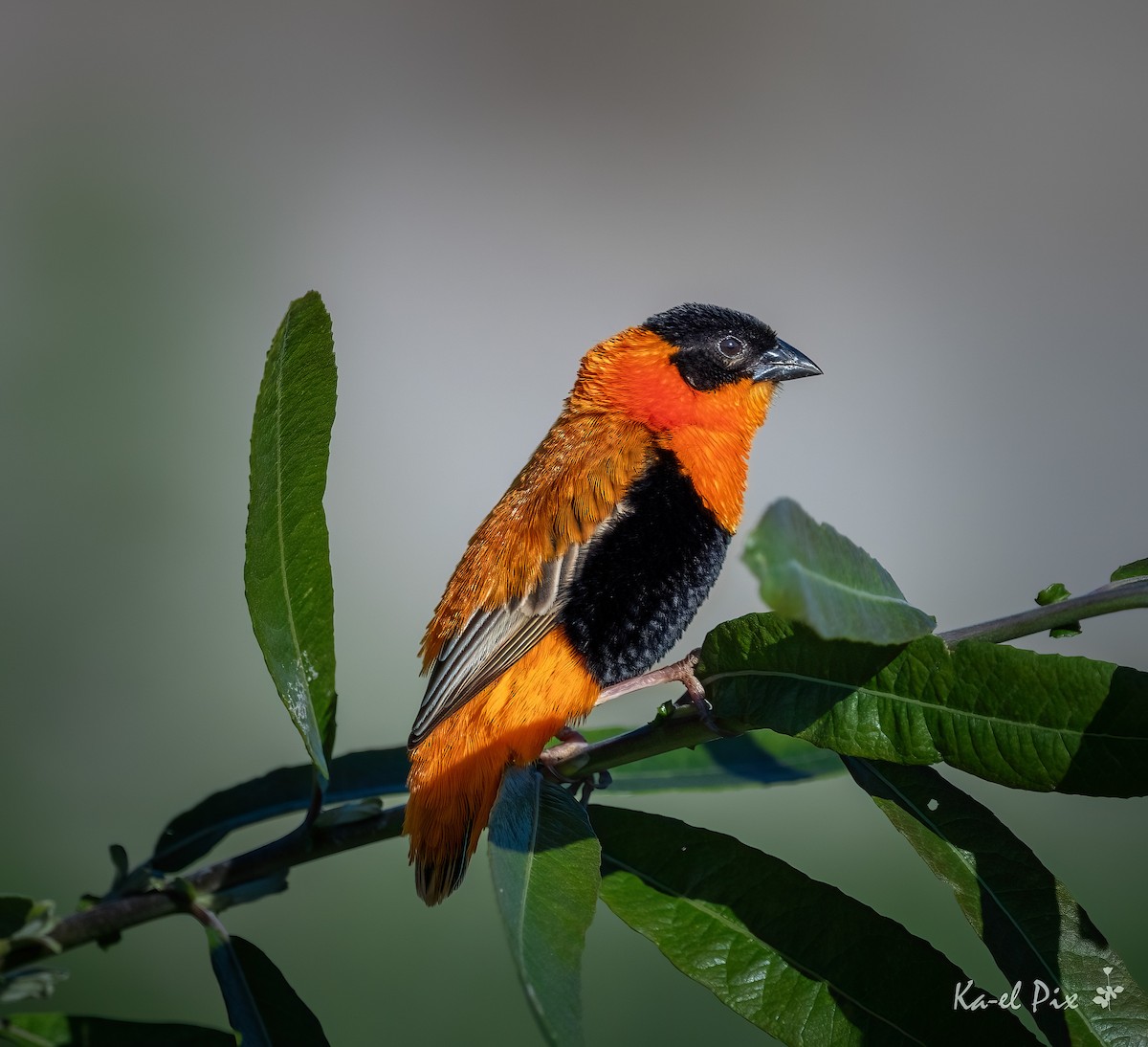 Northern Red Bishop - ML620469779