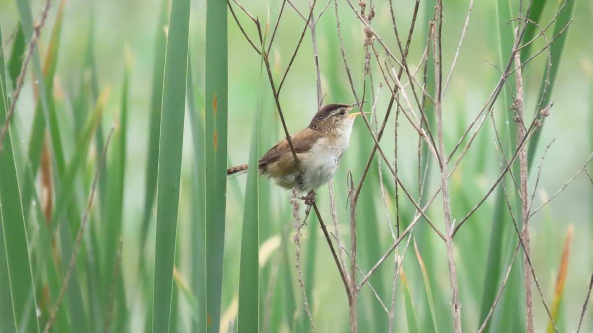 Marsh Wren - ML620469788