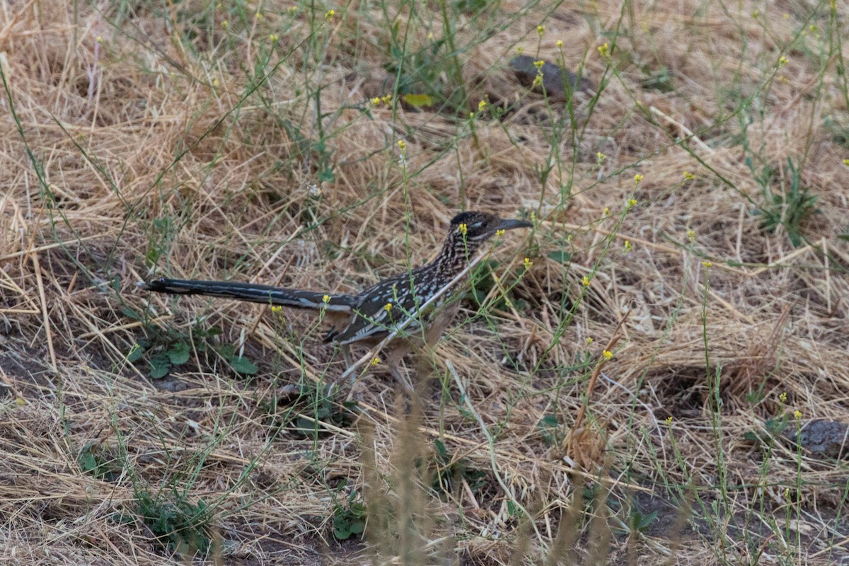 Greater Roadrunner - ML620469795