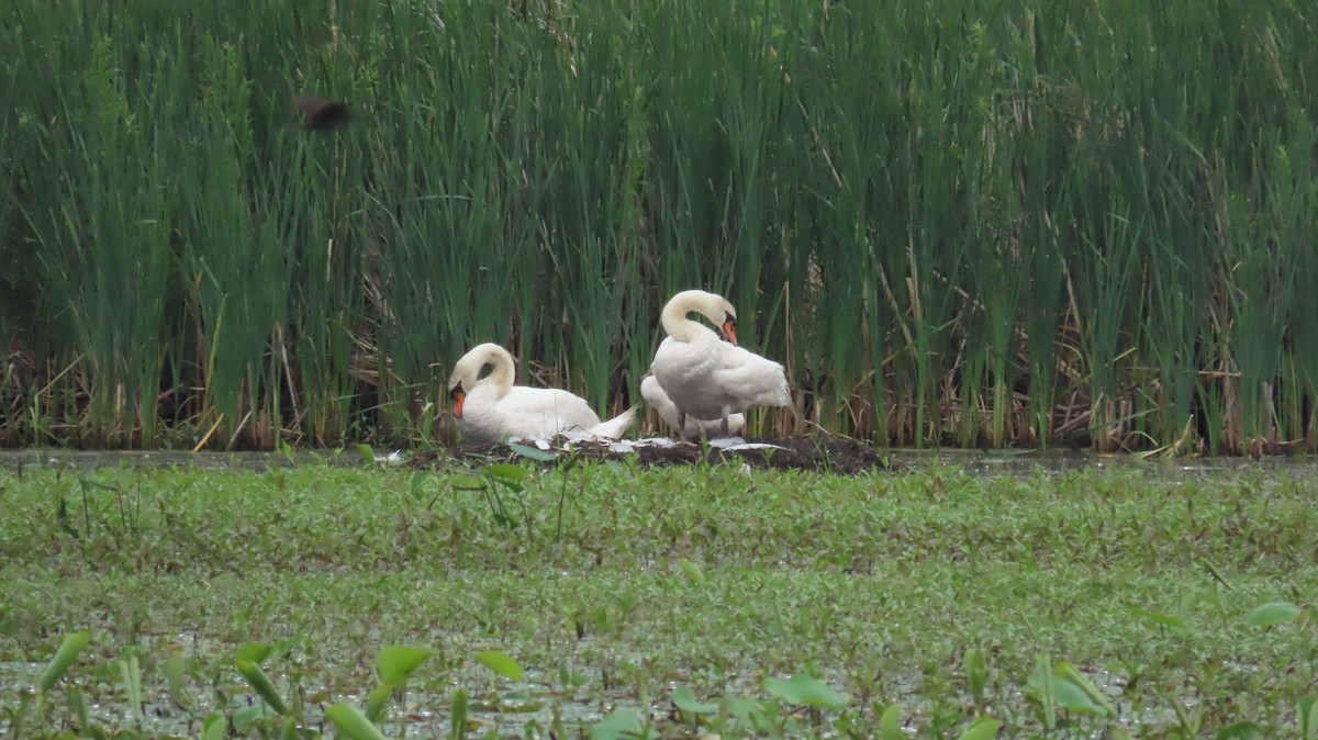 Cygne tuberculé - ML620469797