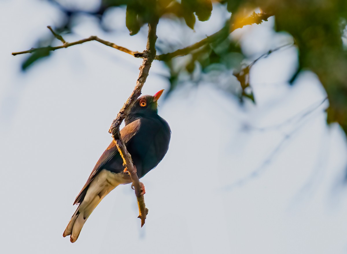 Retz's Helmetshrike - ML620469802