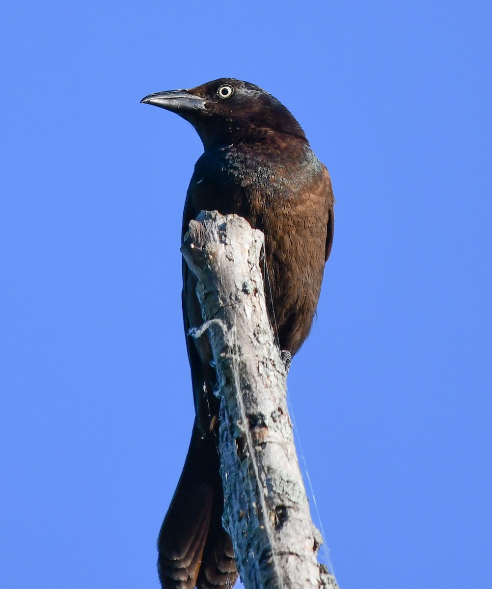 Common Grackle - ML620469805