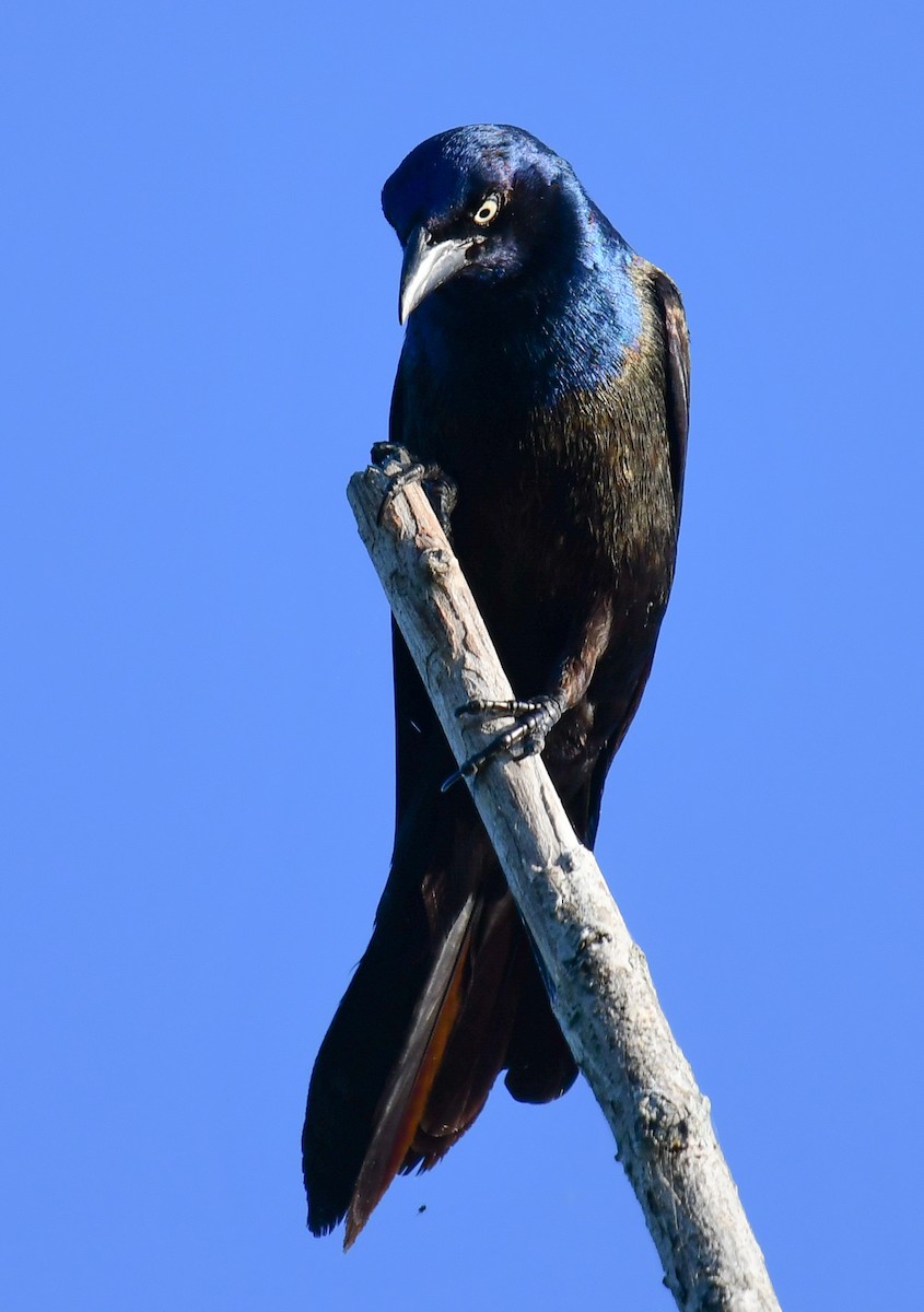 Common Grackle - ML620469806