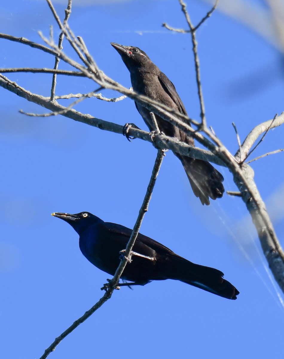 Common Grackle - ML620469808