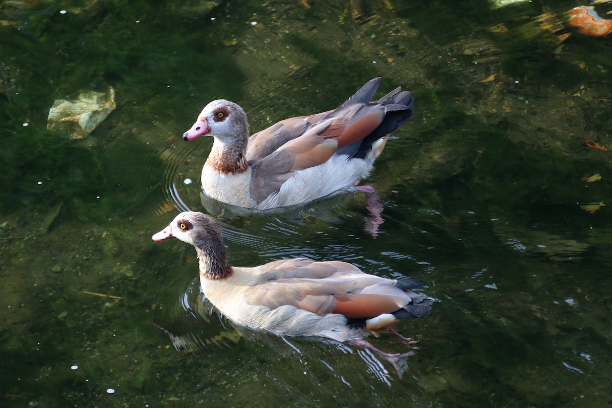 Egyptian Goose - ML620469809