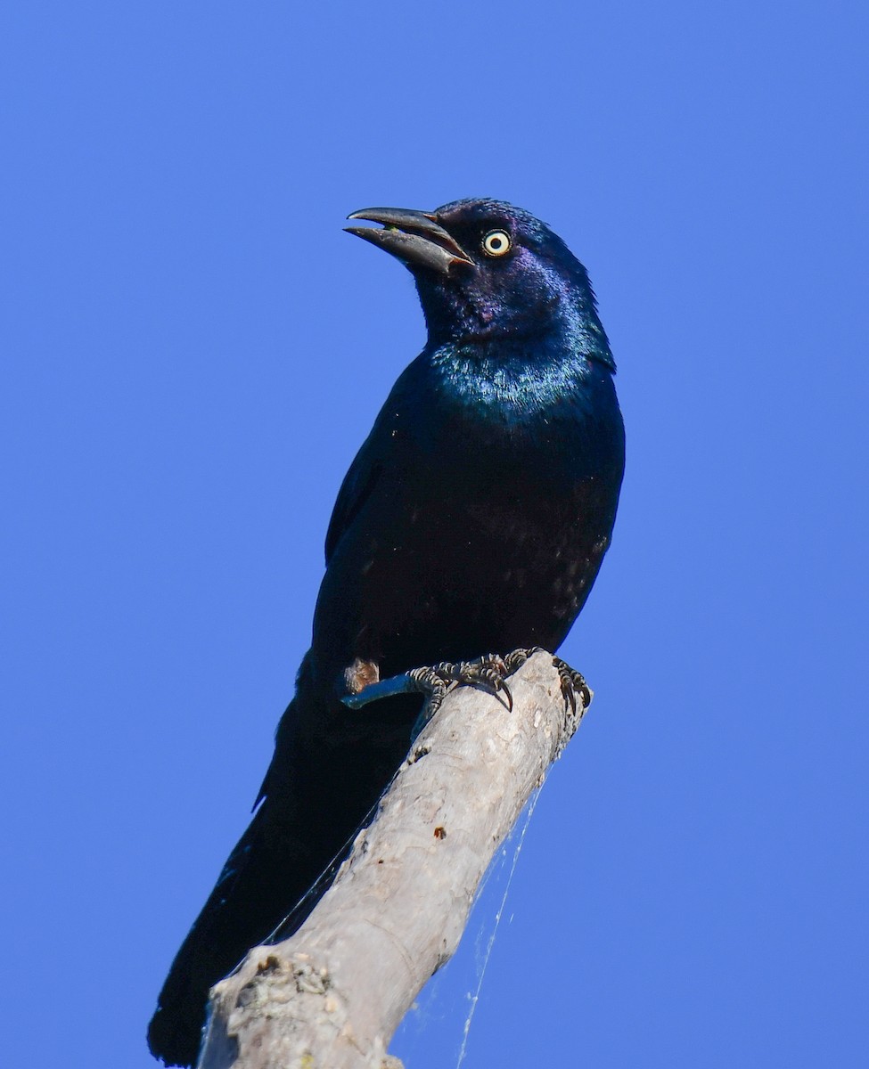 Common Grackle - ML620469812