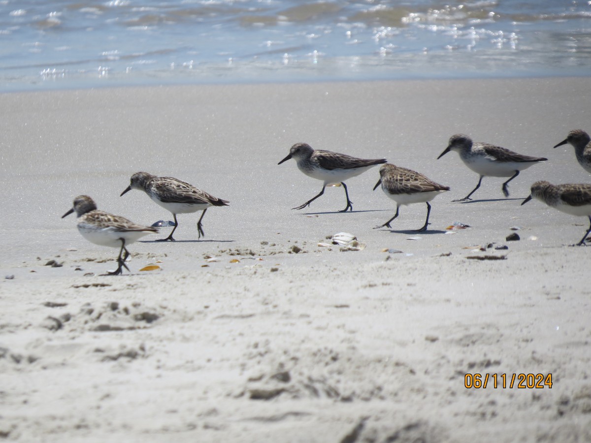 Semipalmated Sandpiper - ML620469815