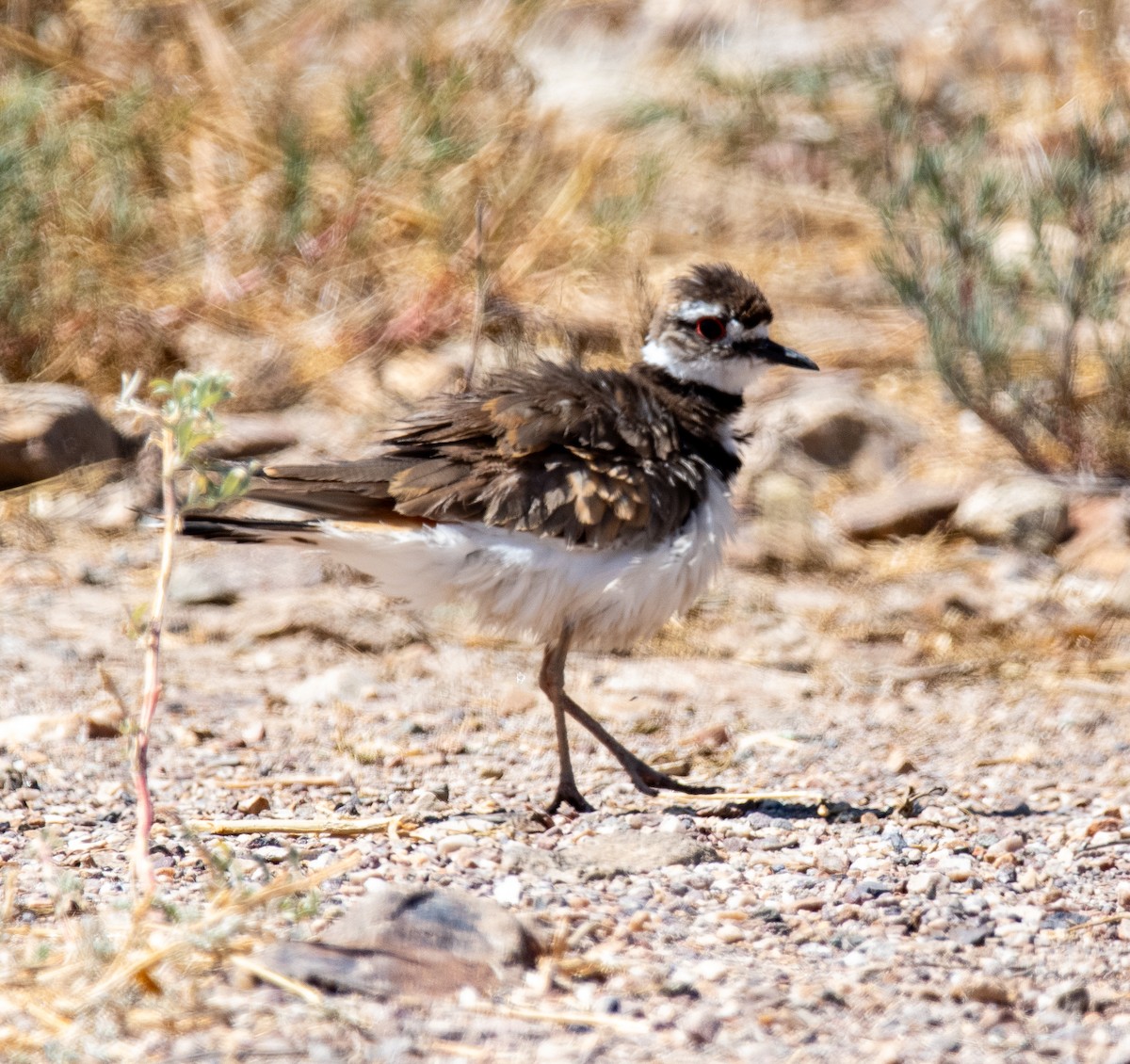 Killdeer - ML620469817