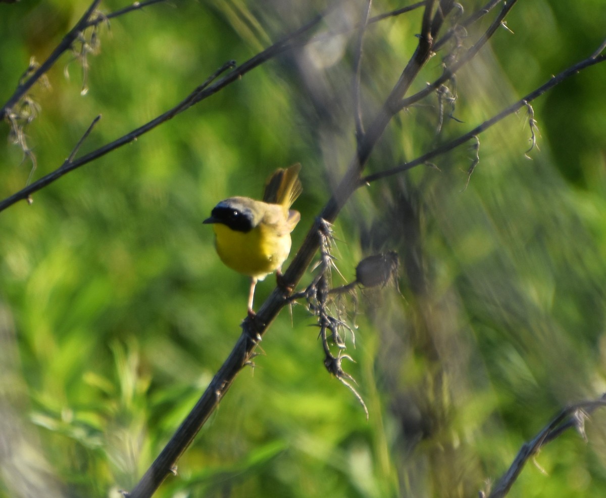 Common Yellowthroat - ML620469819