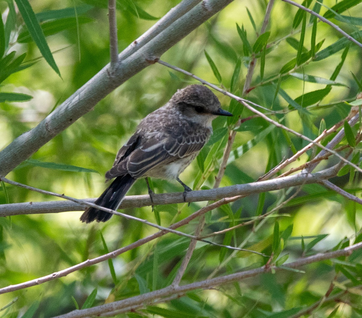 Vermilion Flycatcher - ML620469820