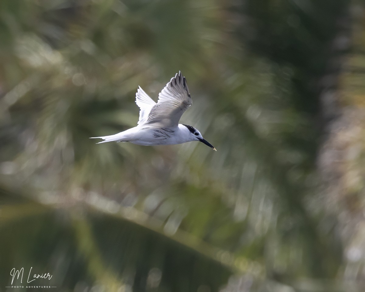 Sandwich Tern - ML620469822