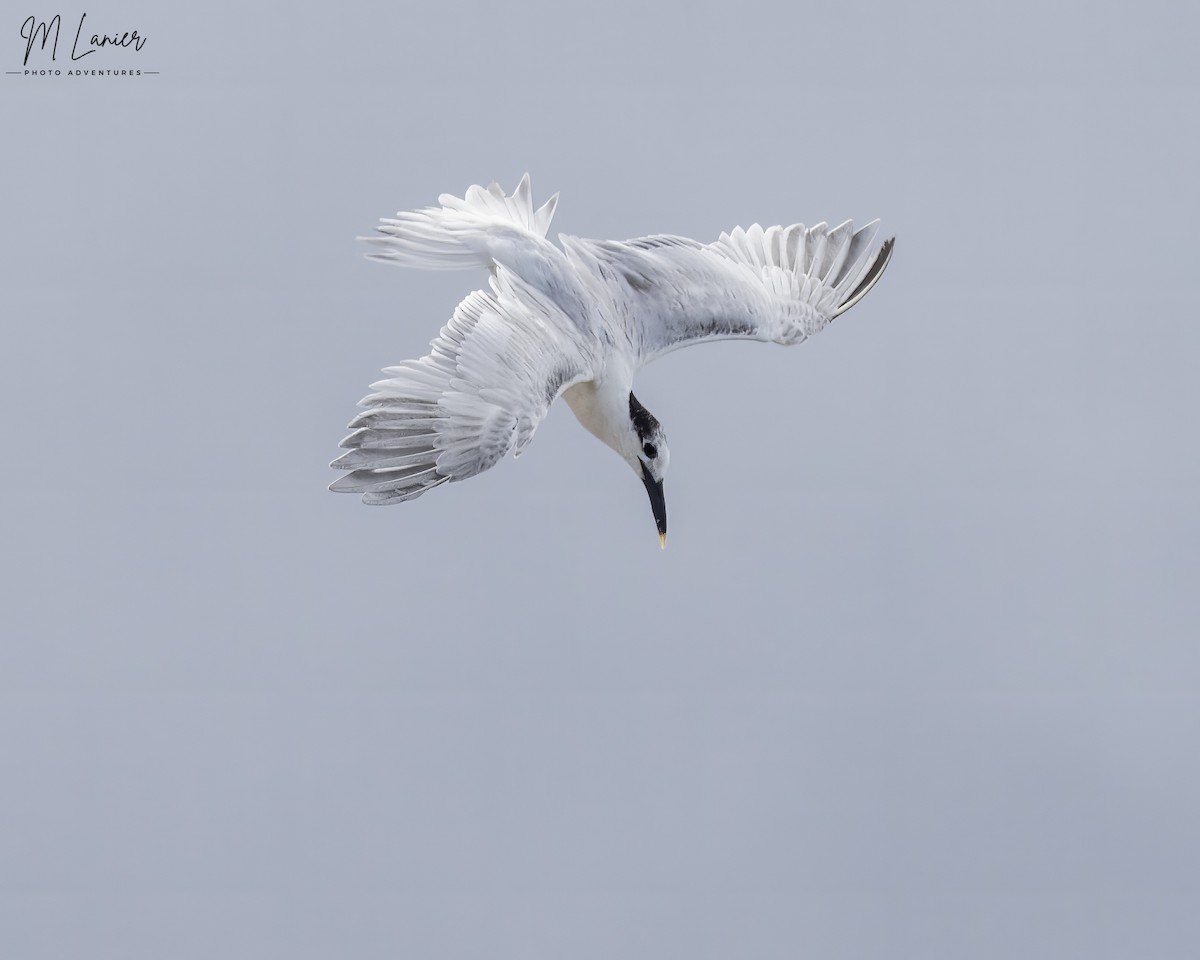 Sandwich Tern - ML620469823