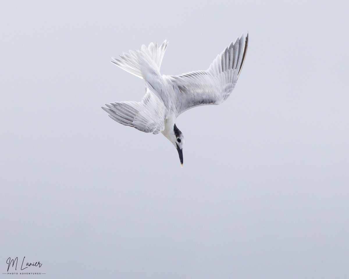 Sandwich Tern - ML620469824