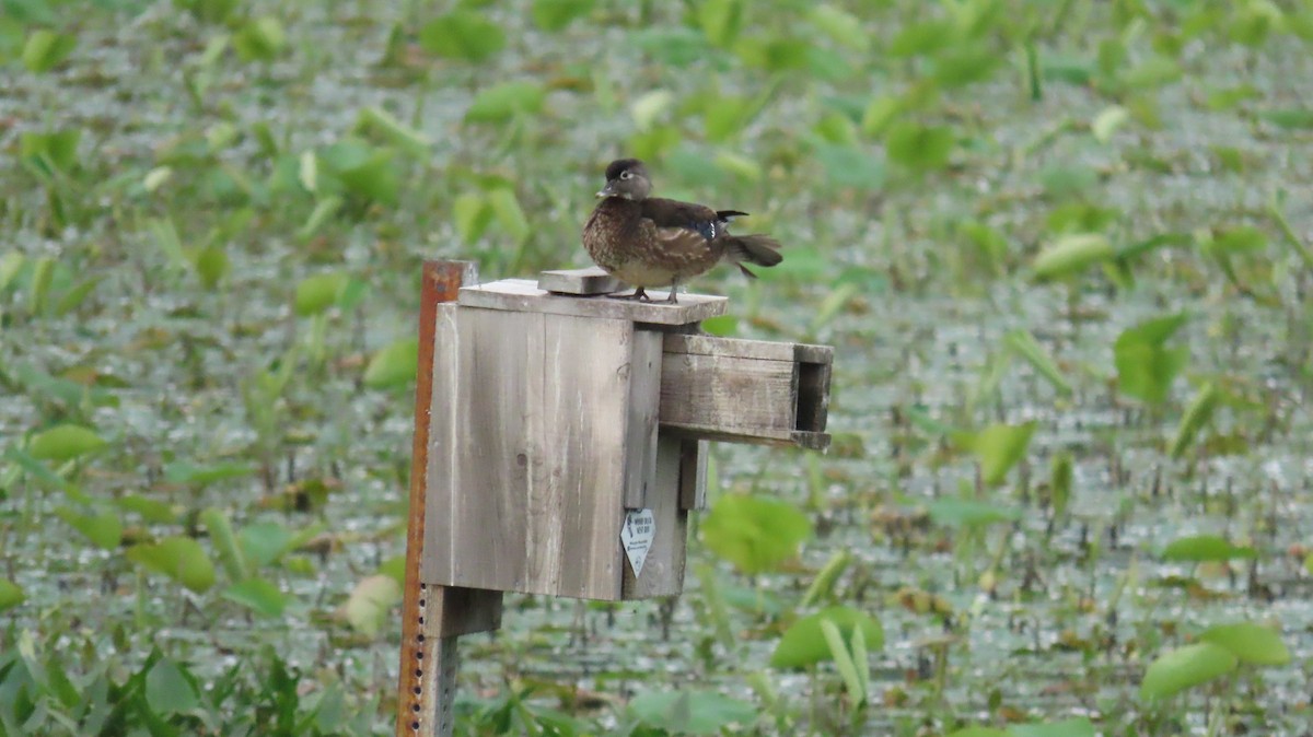 Wood Duck - ML620469826