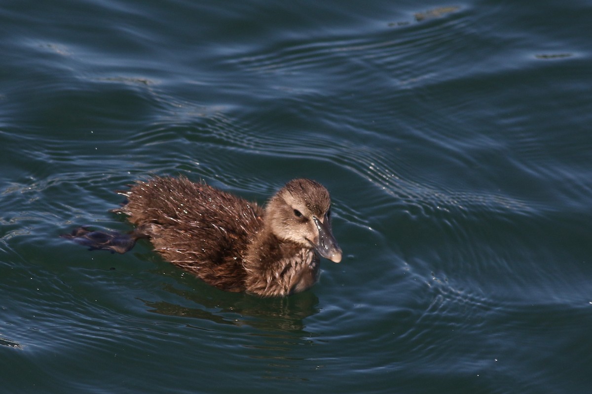 Common Eider (Dresser's) - ML620469829