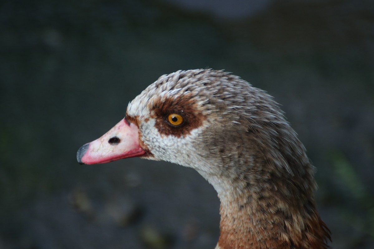 Egyptian Goose - ML620469841