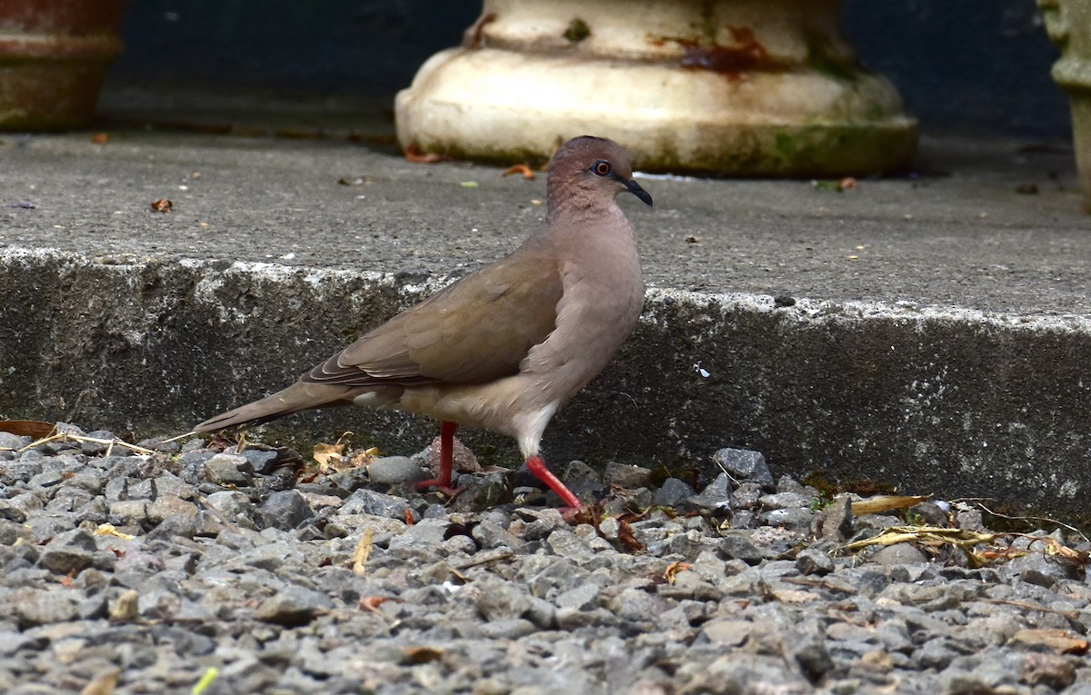 Gray-chested Dove - ML620469844
