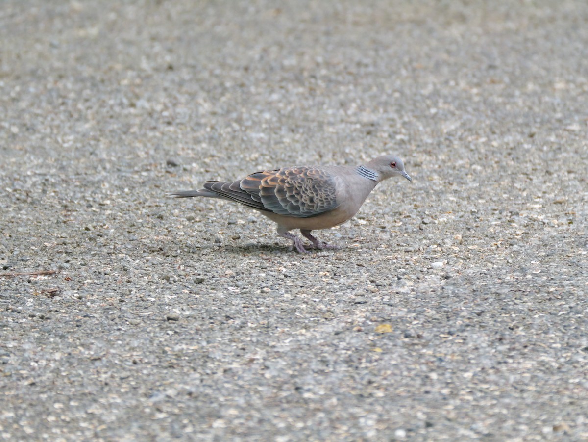 Rock Pigeon (Feral Pigeon) - ML620469849