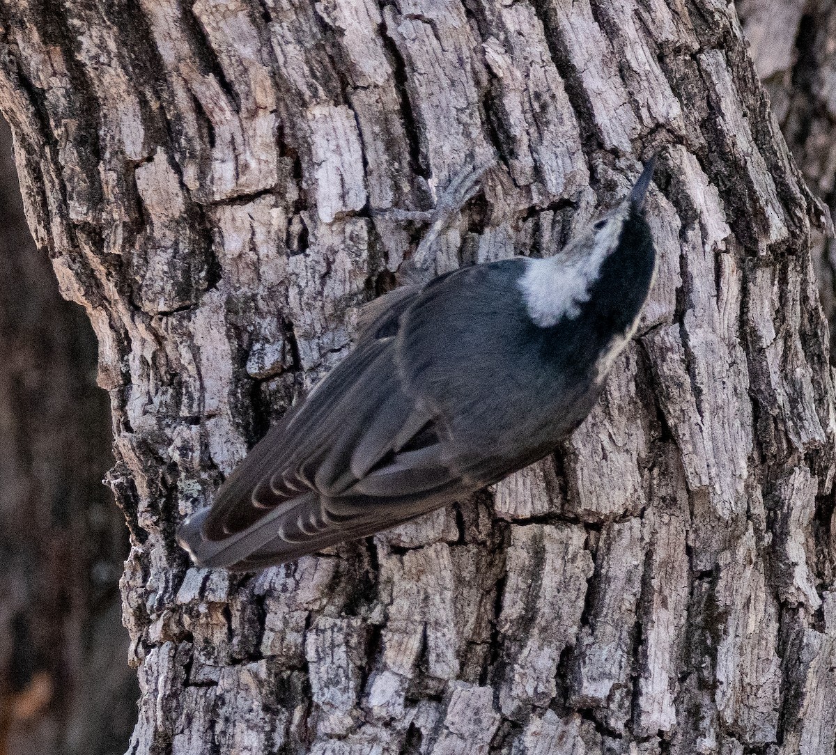 White-breasted Nuthatch - ML620469850