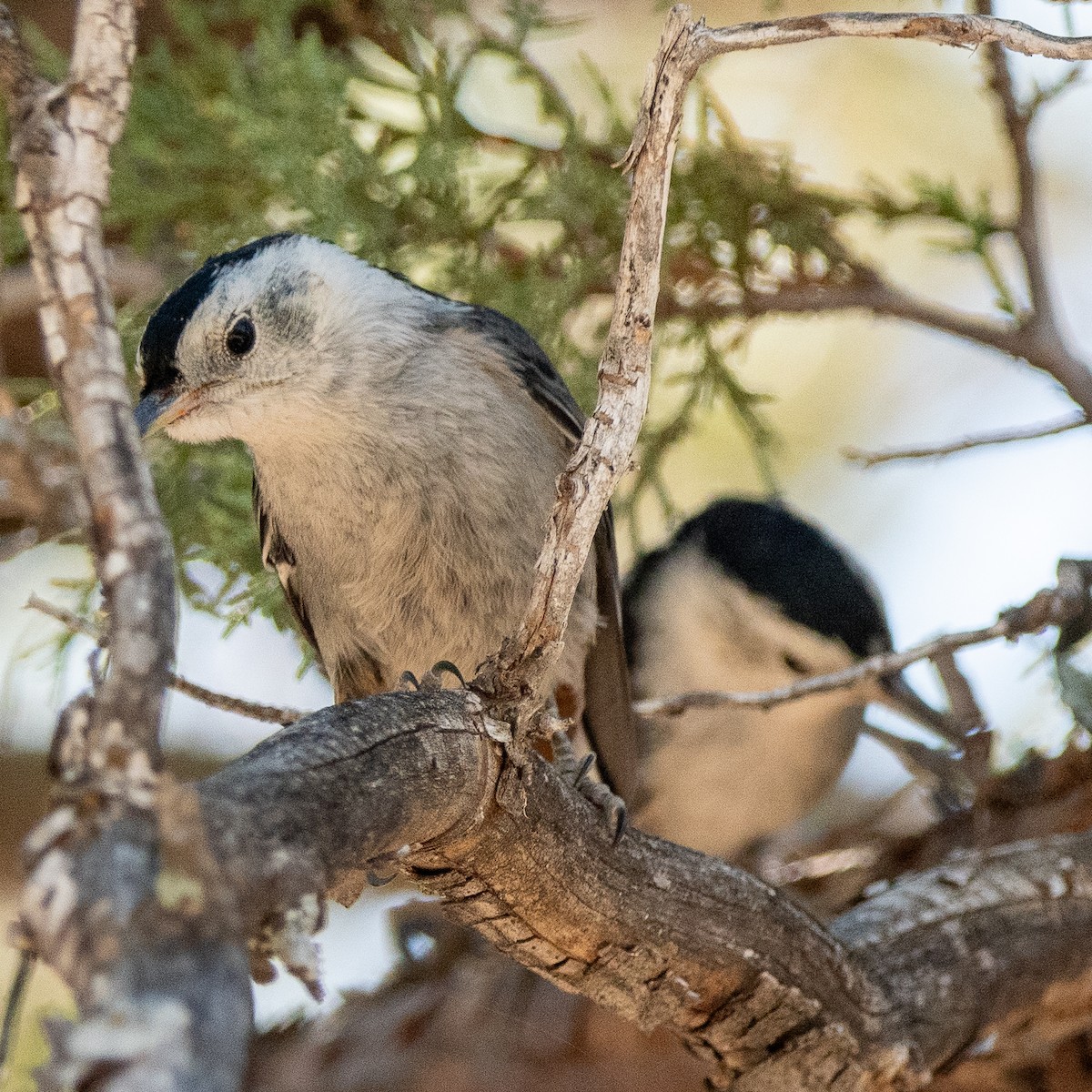 White-breasted Nuthatch - ML620469851