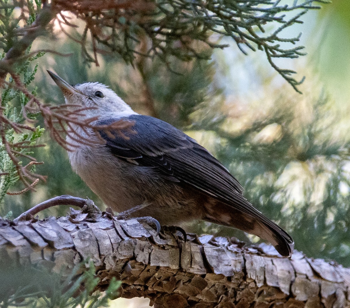 White-breasted Nuthatch - ML620469852