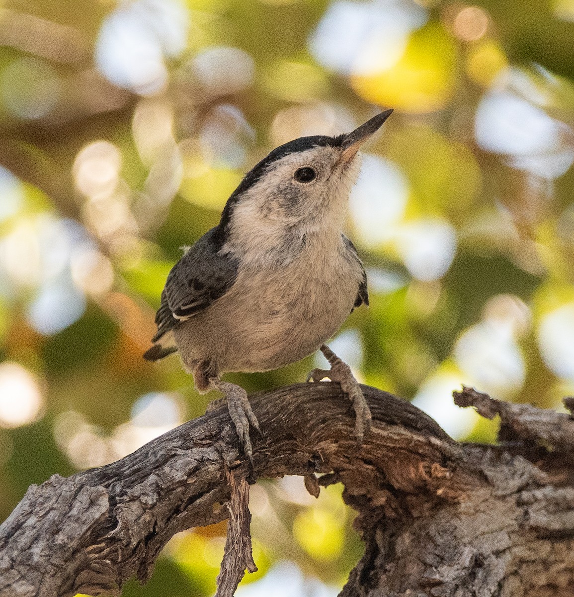 White-breasted Nuthatch - ML620469853