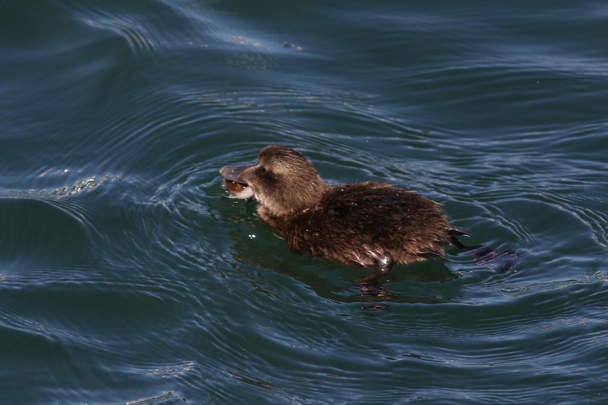 Common Eider (Dresser's) - ML620469854