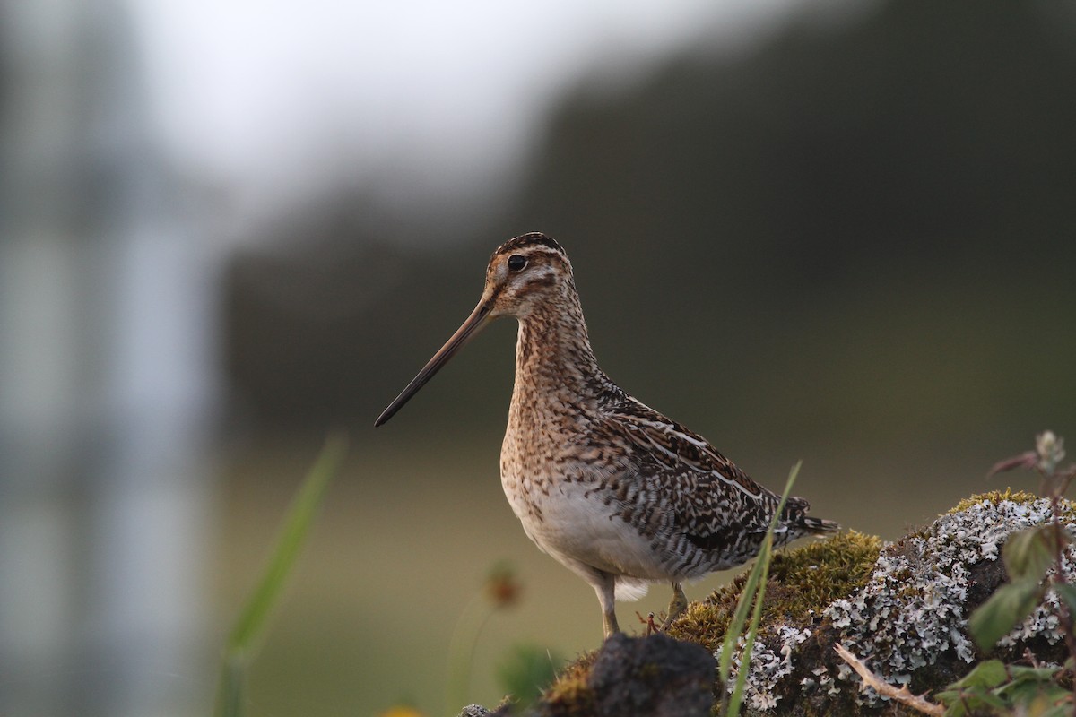 Common Snipe - ML620469866