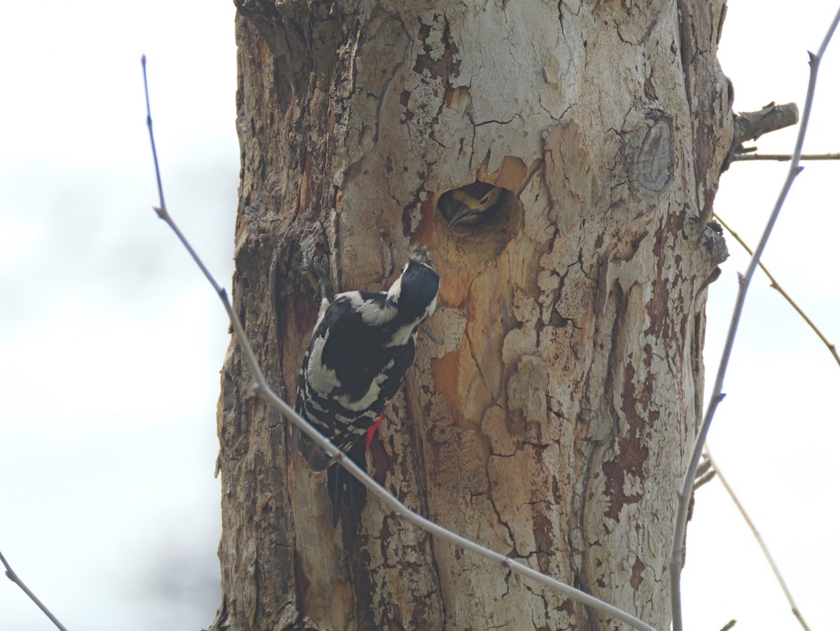 Great Spotted Woodpecker - ML620469867