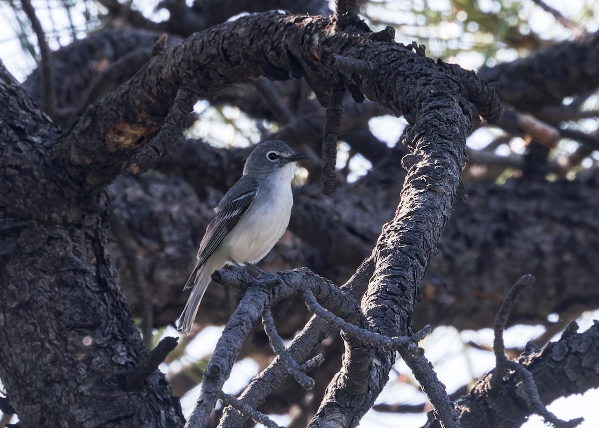 Plumbeous Vireo - ML620469869