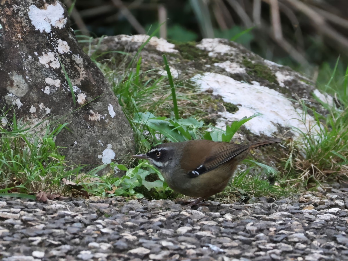 Weißbrauensericornis - ML620469873