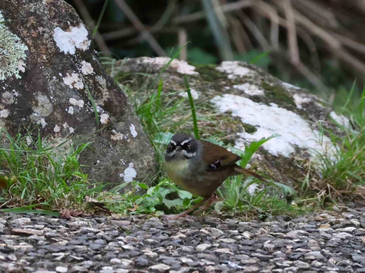 Weißbrauensericornis - ML620469874