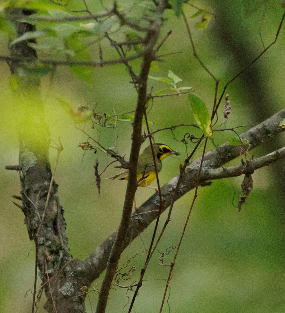 Kentucky Warbler - ML620469875