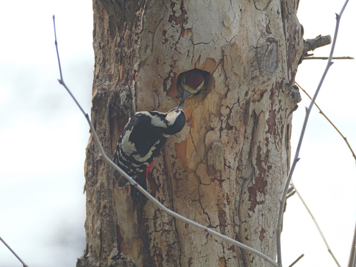 Great Spotted Woodpecker - ML620469876