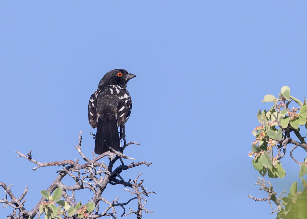 Spotted Towhee - ML620469878