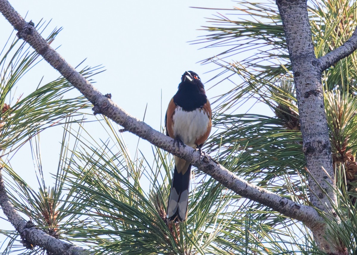 Spotted Towhee - ML620469879