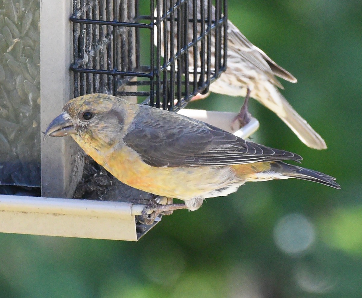 Red Crossbill (Douglas-fir or type 4) - ML620469881