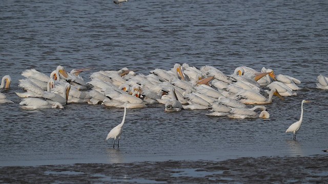 American White Pelican - ML620469882