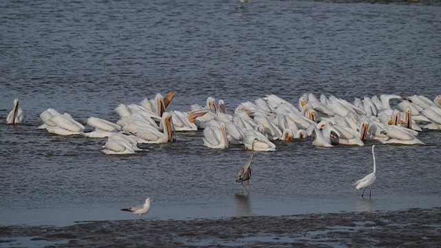 American White Pelican - ML620469883