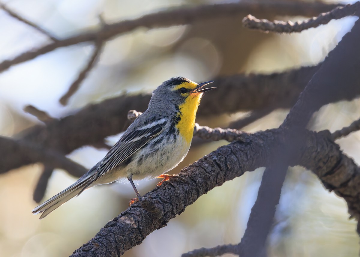 Grace's Warbler - ML620469885