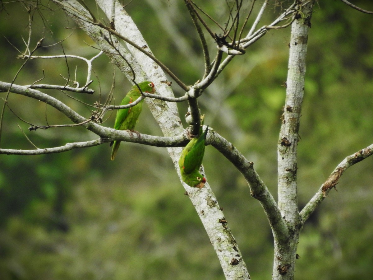 Crimson-fronted Parakeet - ML620469887