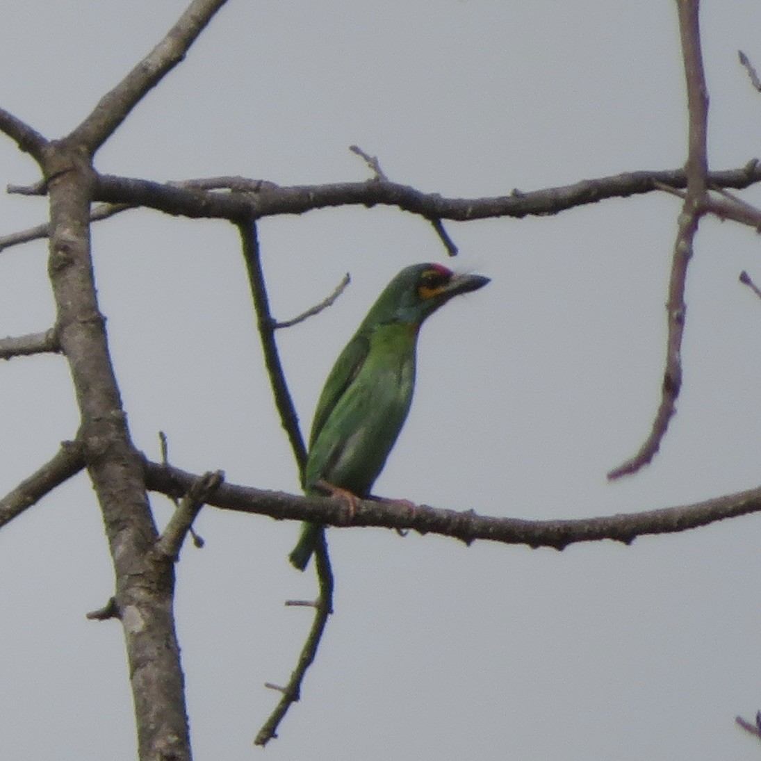 Kırmızı Alınlı Barbet - ML620469891