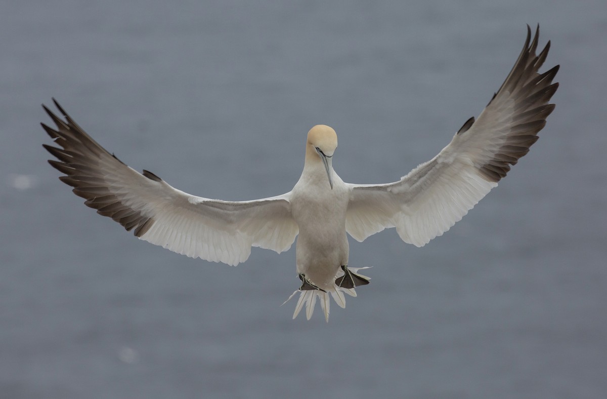 Northern Gannet - ML620469898