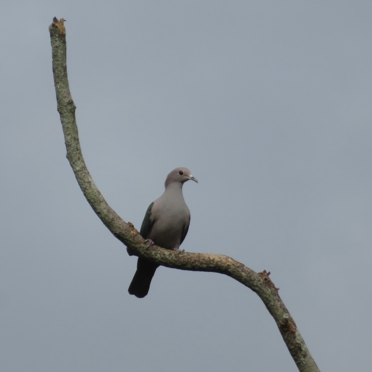 Green Imperial-Pigeon - ML620469901