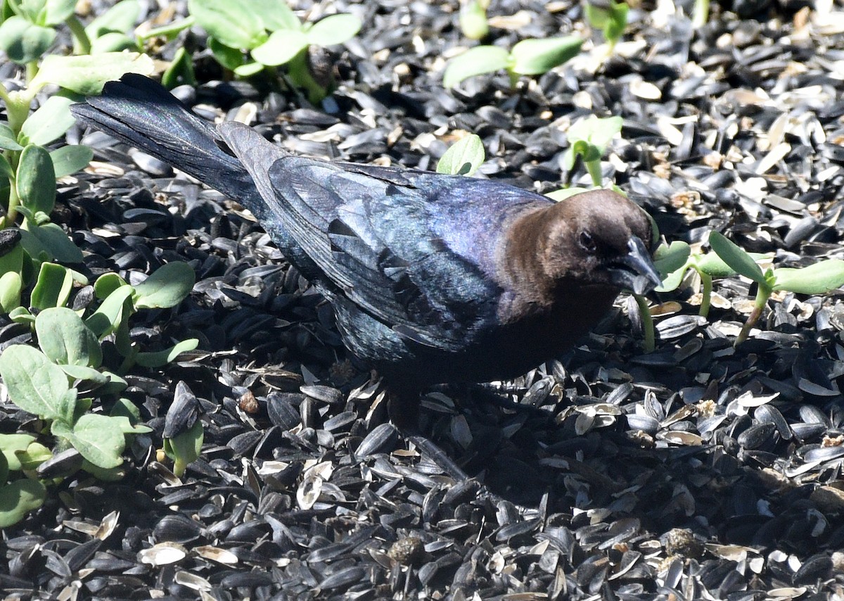 Brown-headed Cowbird - Steven Mlodinow